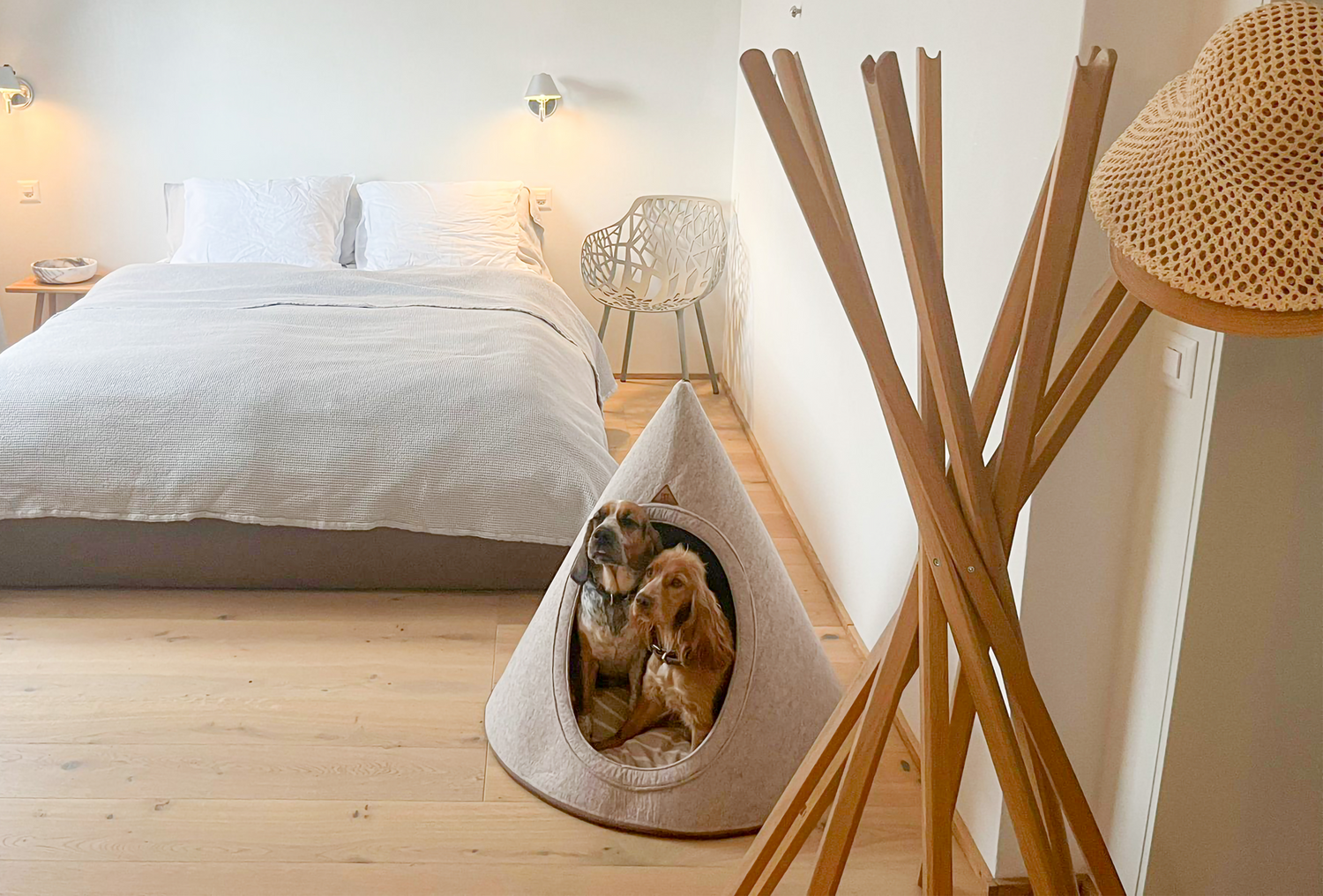 Dog cone - Pet & Co.