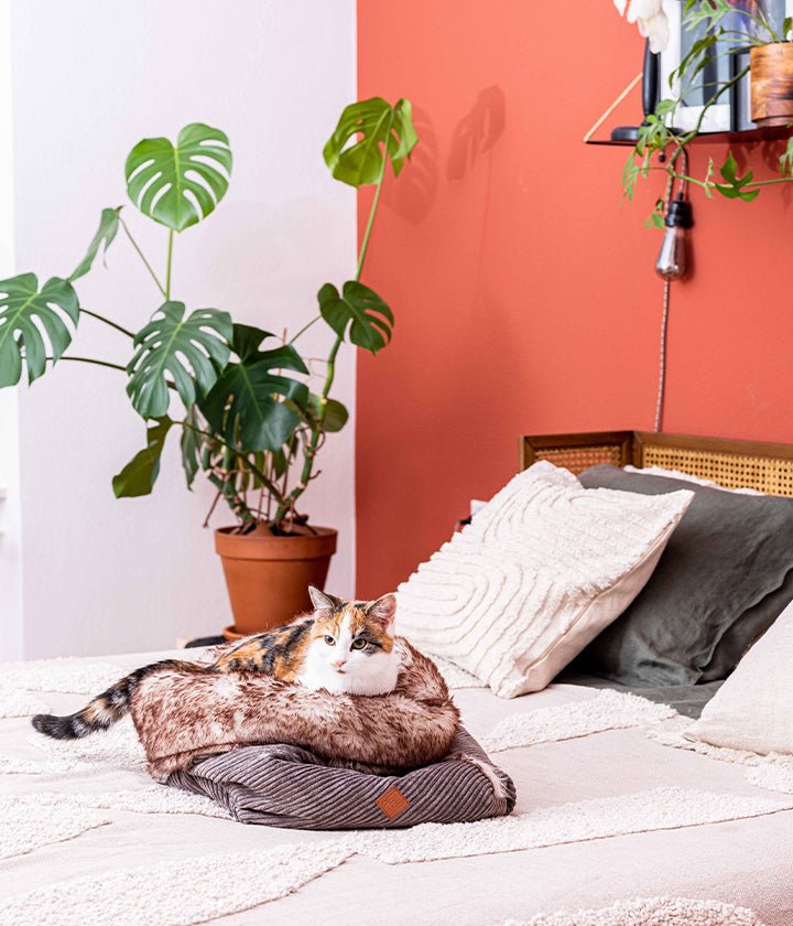 cat sitting inside bag