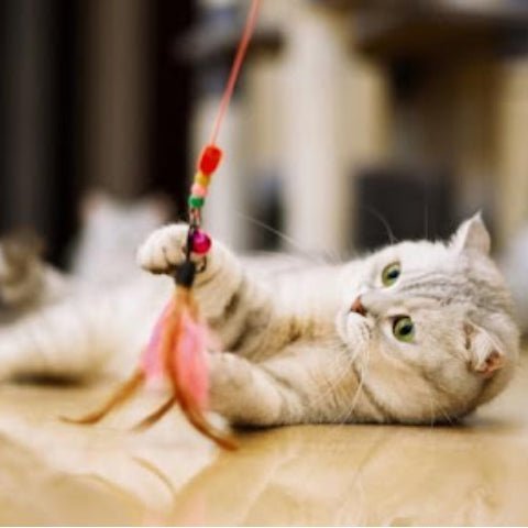 10 Hacks to play with Cats