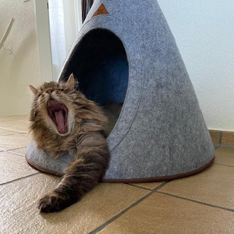 7 Fitness Tips to Keep your Cat in Shape