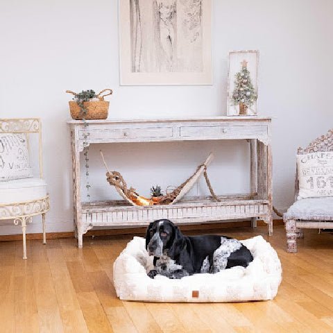 7 Key Points to keep in mind when you buy a Dog Bed