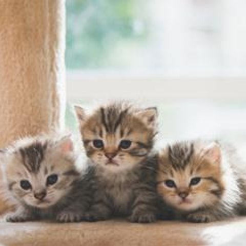 7 Thinks how to find a cat Breeder