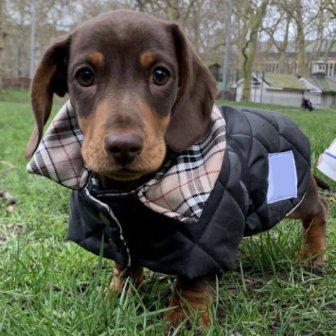 Why your dog need a dog coat