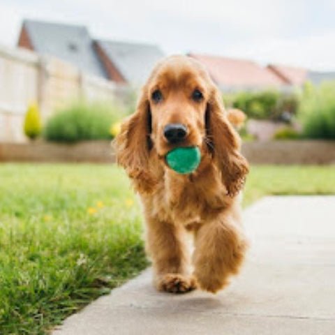 7 essential Tips when you are outdoor with your Dog