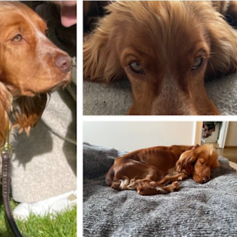 7 things to consider when adopting a dog