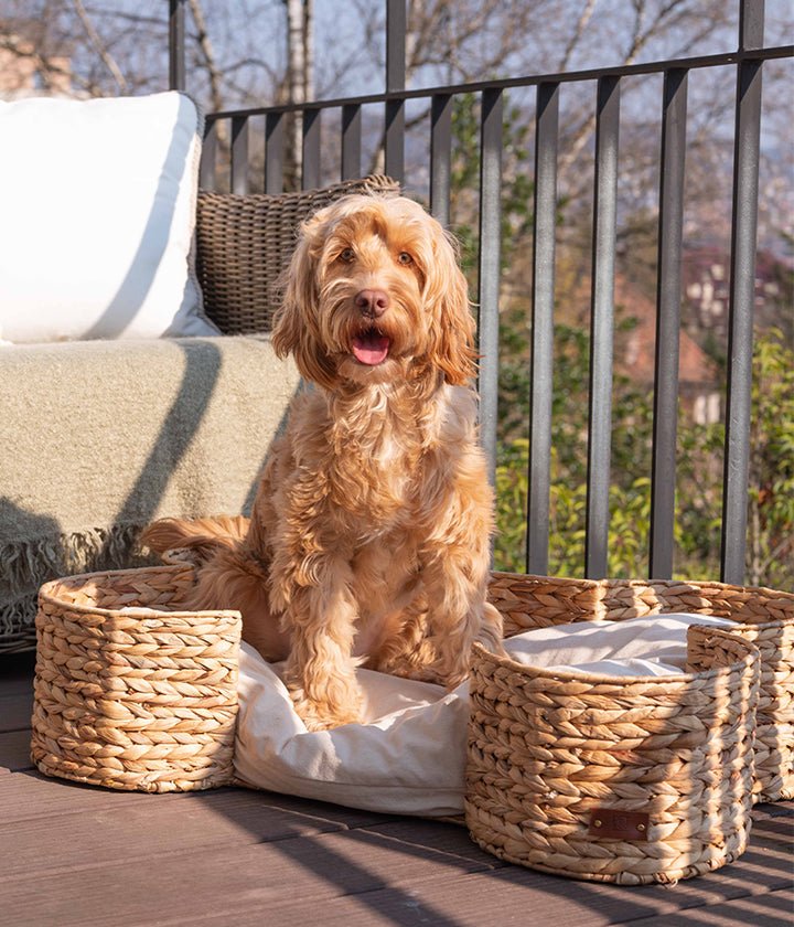 Styling Outdoor Spaces for Pets: Garden-Friendly Accessories