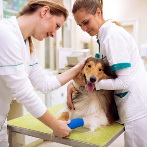 Dog Health