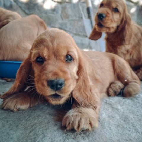 Dog Puppy coming in the house