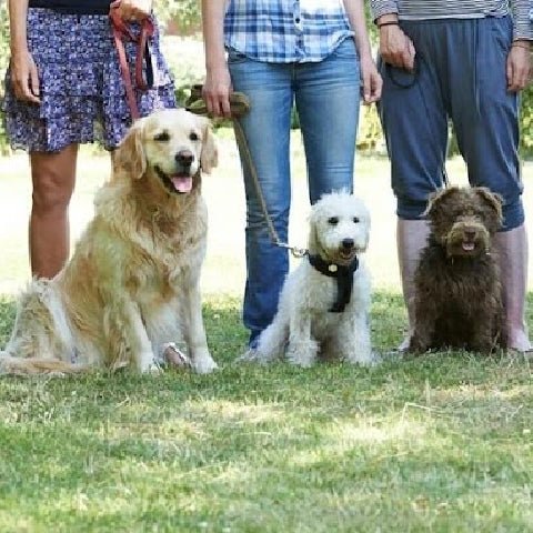 How to found your Dog Trainer