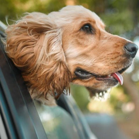 How to travel with Dogs