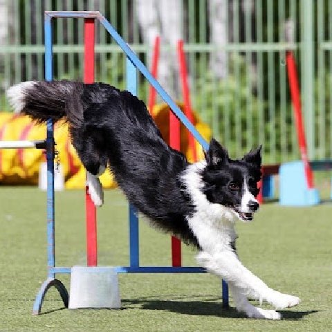 PET & Co. sought to learn morn about Dog agility and games