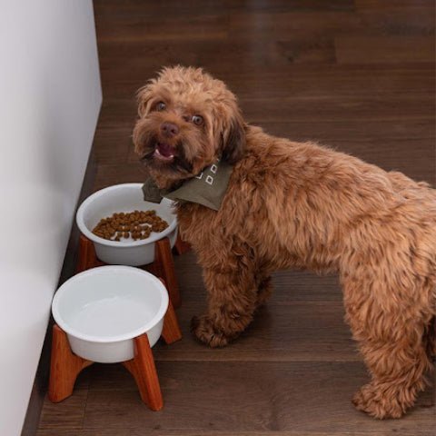 To keeping our beloved pets healthy, nutrition is key!