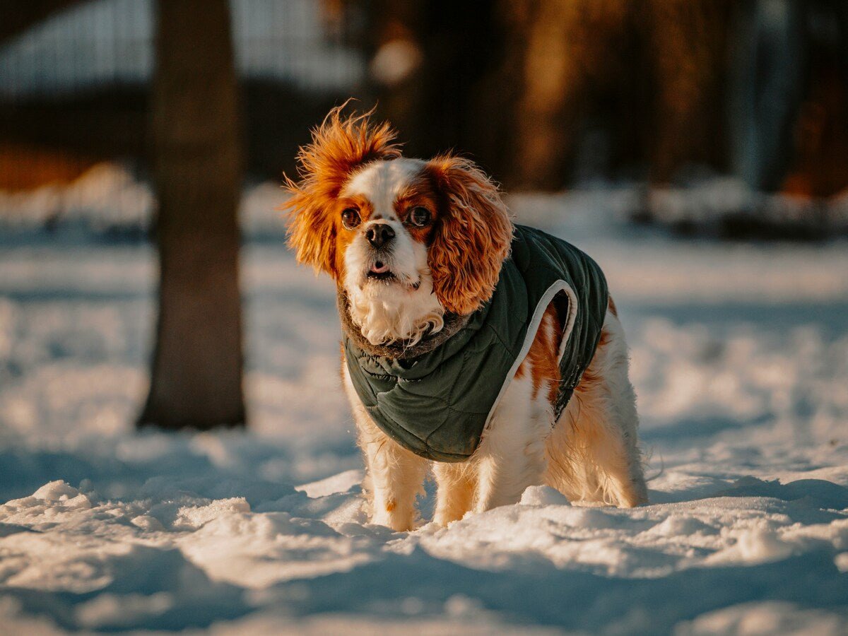 Does Your Dog Really Need Winter Clothing?