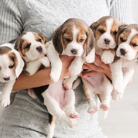 Finding a Dog Breeder