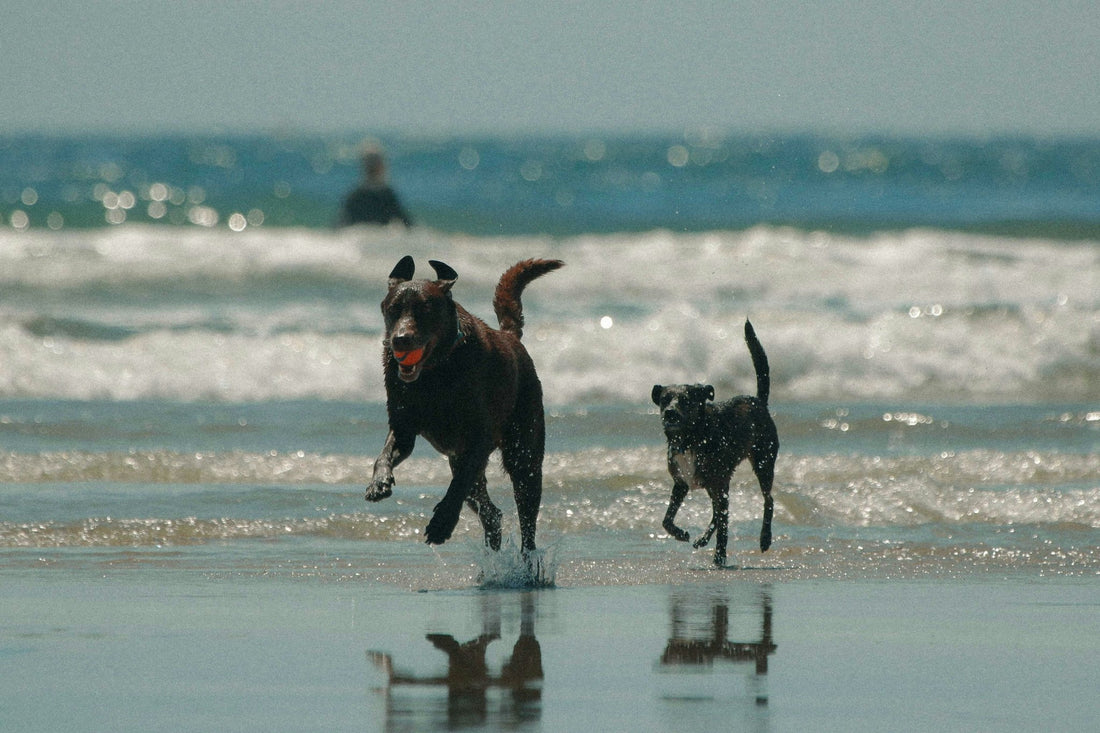Holidays with Your Dog at the Sea: The Ultimate Guide