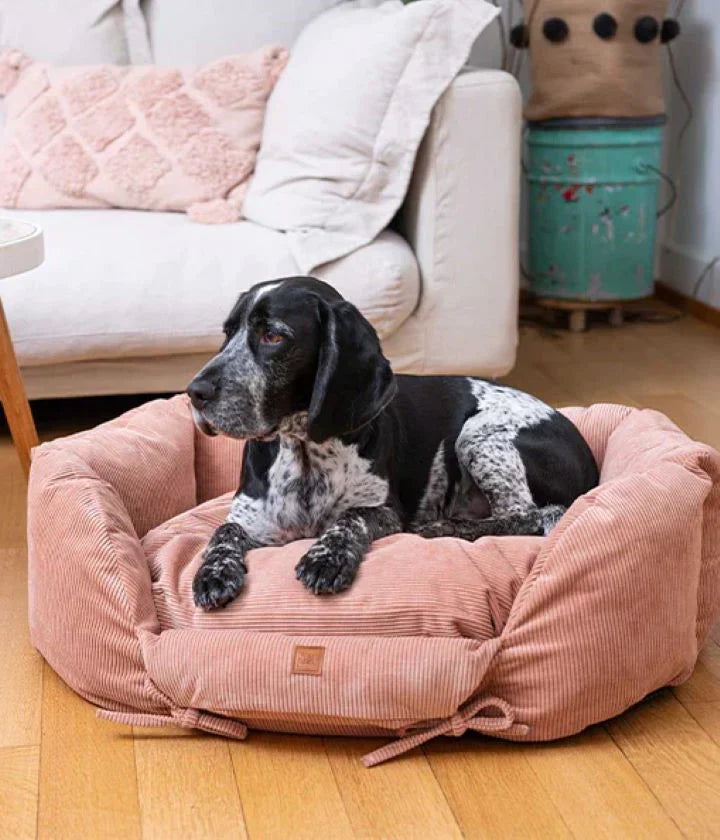 Minimalist Pet Home: Styling Your Comfort Corner