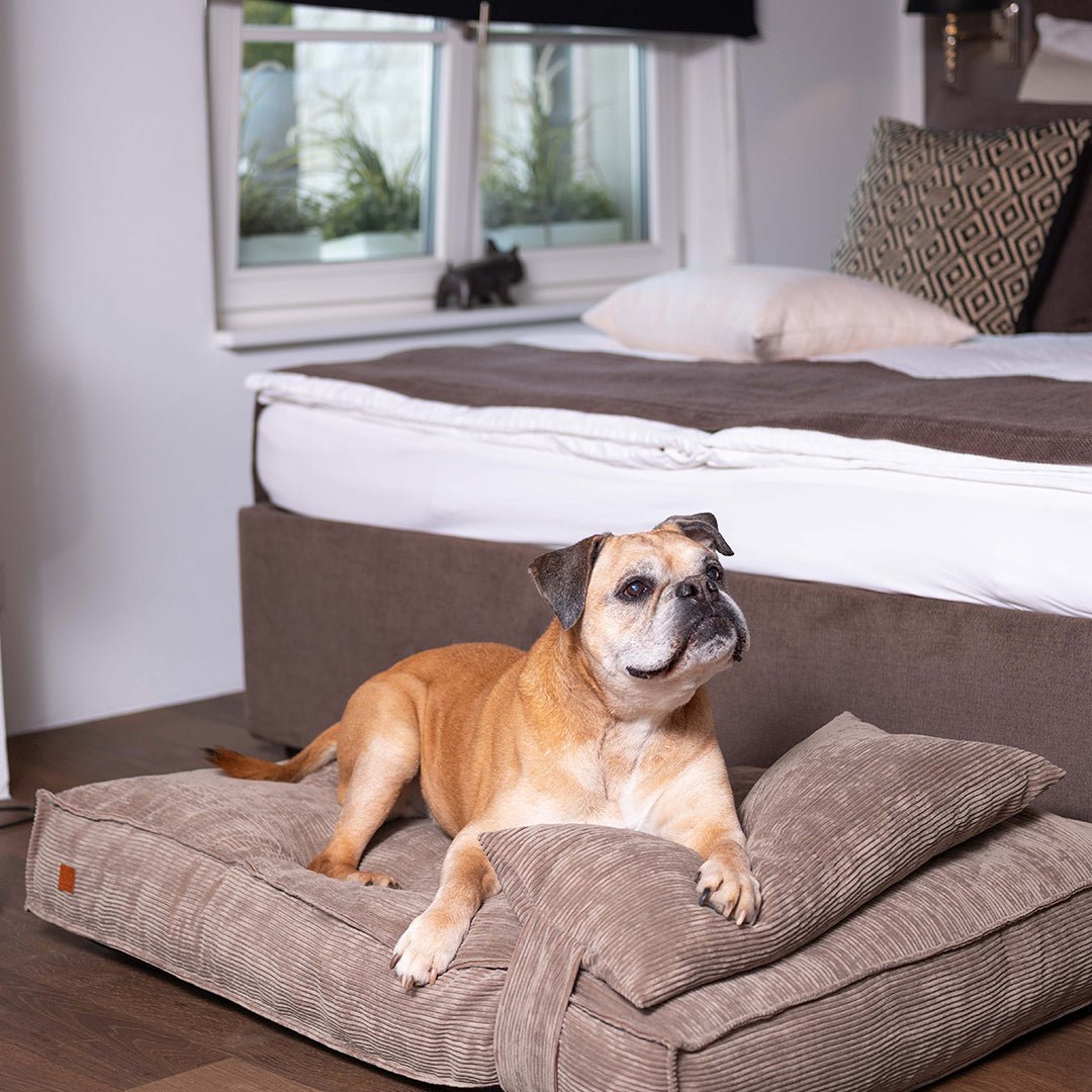 Orthopedic Dog Beds for a Happy, Healthy Pooch