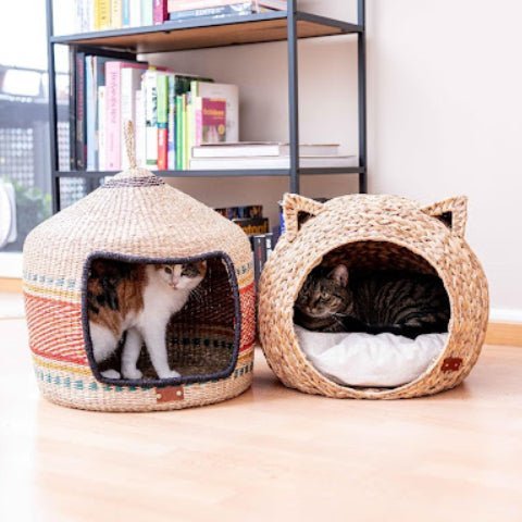 PET a day in a cat life