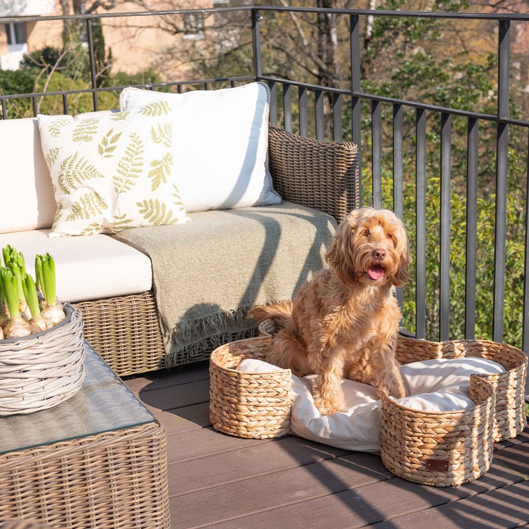 Revamp Your Pet's Living Space with Our Stylish Home Accessories 
