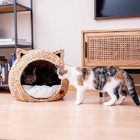 Kitten comes in your house