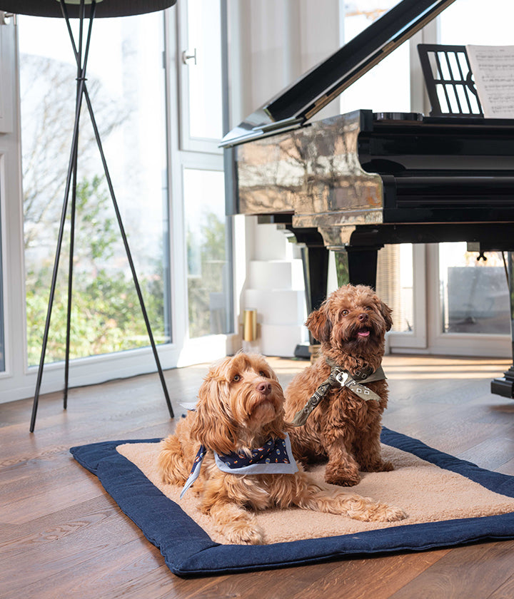 Pet & Co.: Hunde-Reisezubehör Banner