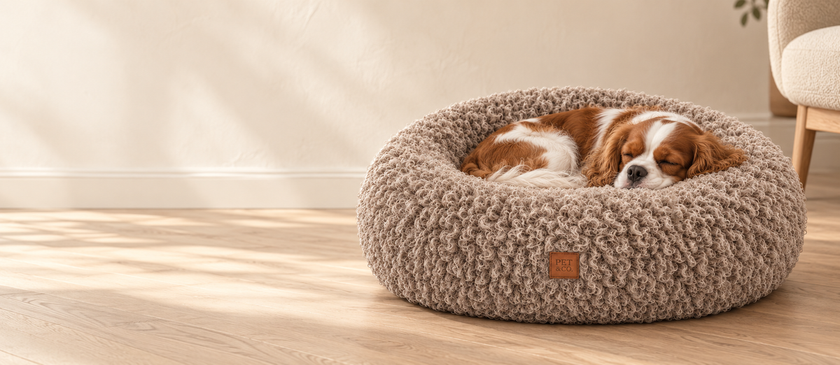 Hundebett in hellem Wohnzimmer