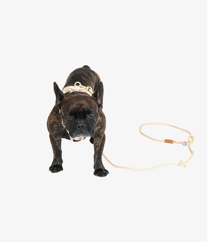 Ben Harness & Leash Set - Brown