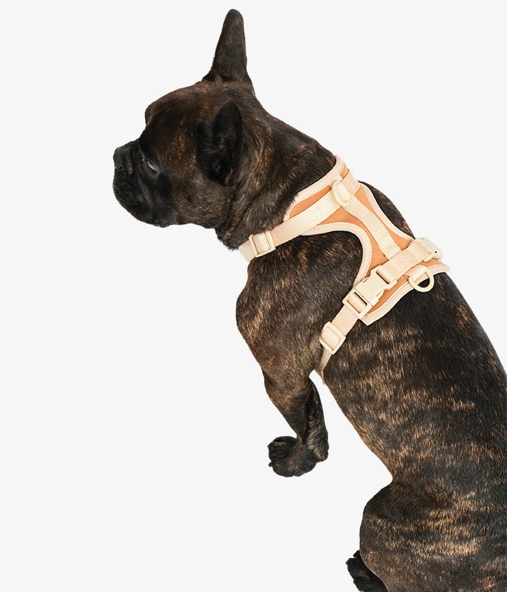 Ben Harness & Leash Set - Brown