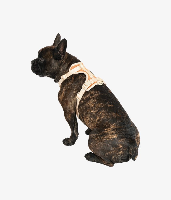 Ben Harness & Leash Set - Brown