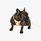 Ben Harness & Leash Set - Brown