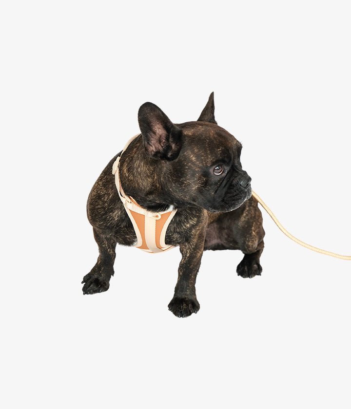 Ben Harness & Leash Set - Brown