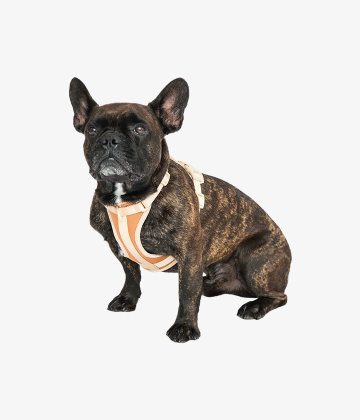 Ben Harness & Leash Set