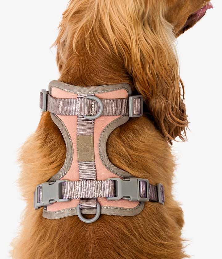 Ben Harness & Leash Set