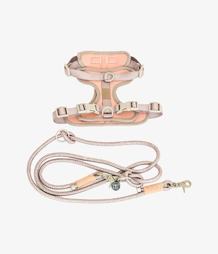 Rex- Harness Set Collection - Smart, Soft & Stylish