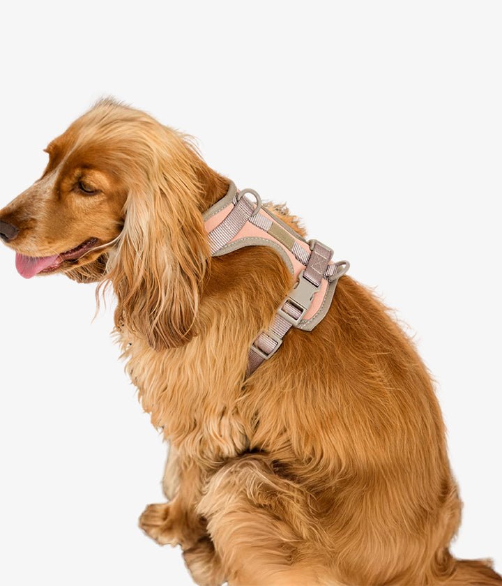 Ben Harness & Leash Set