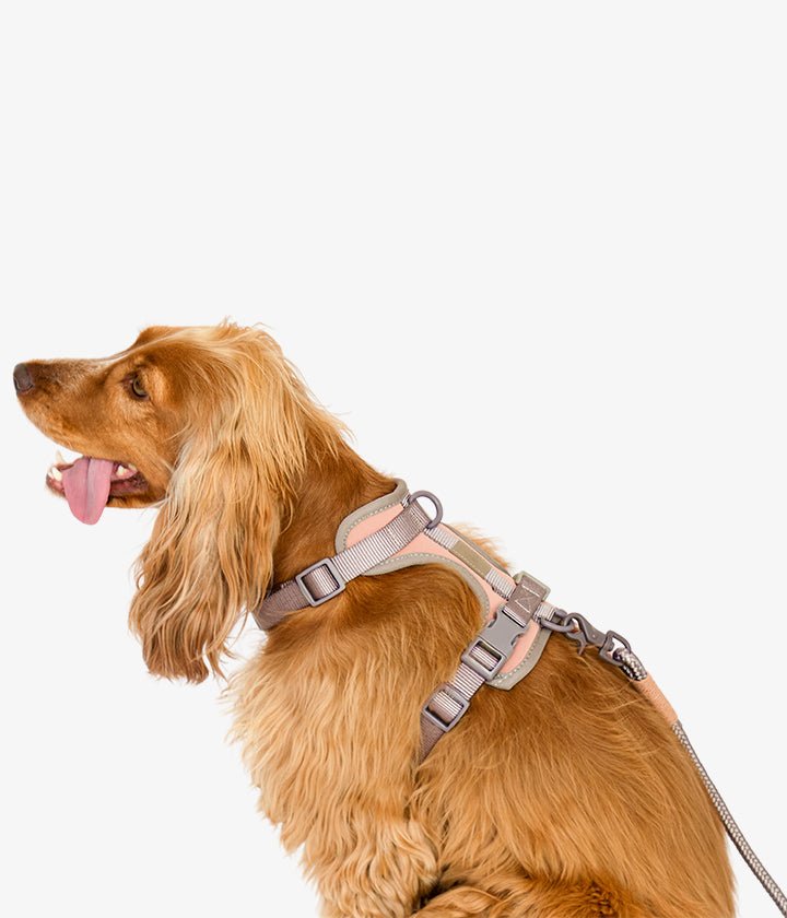 Ben Harness & Leash Set