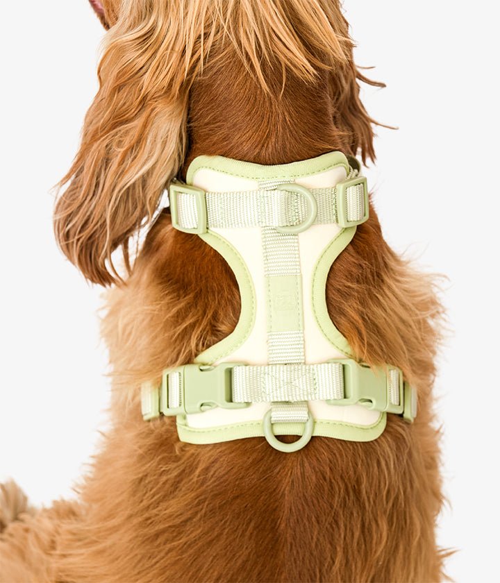 Ben Harness & Leash Set - Vanilla