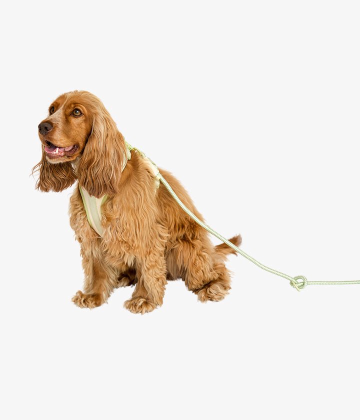 Ben Harness & Leash Set - Vanilla