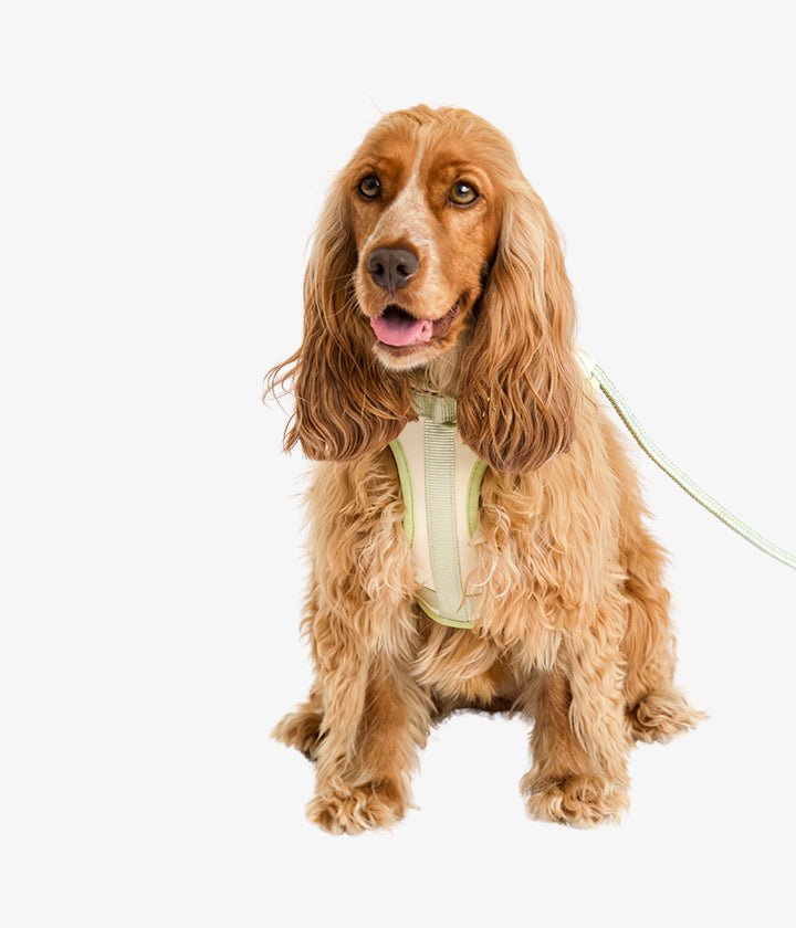 Ben Harness & Leash Set - Vanilla