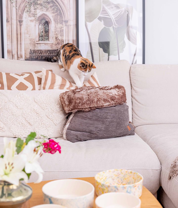 cat jumping to inside the bag- snuggle cord
