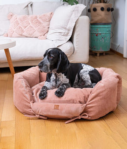 Dog resting on his favourite nest—Ronny Cord