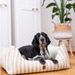dog bed online - kingston striped