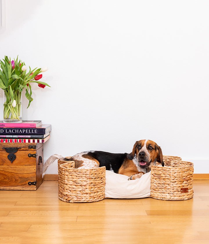 Dog resting on Bongo