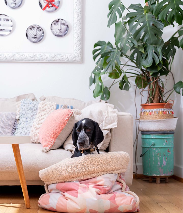 Snuggle Canvas (Teddy Fur)