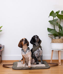 dogs sitting on Charly -Denim