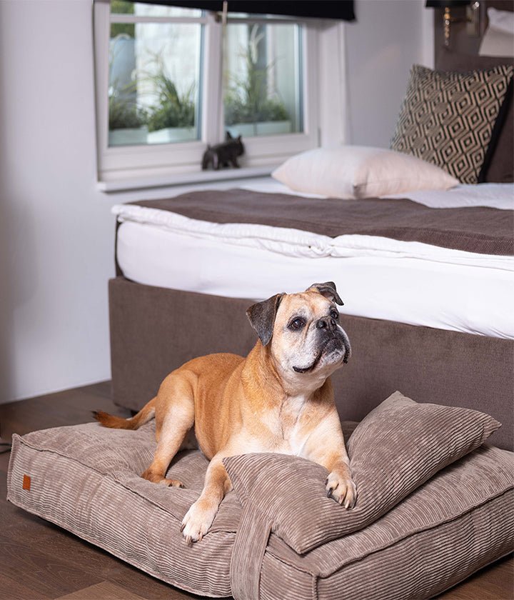 Lit pour chien de luxe Cordi couleur sable