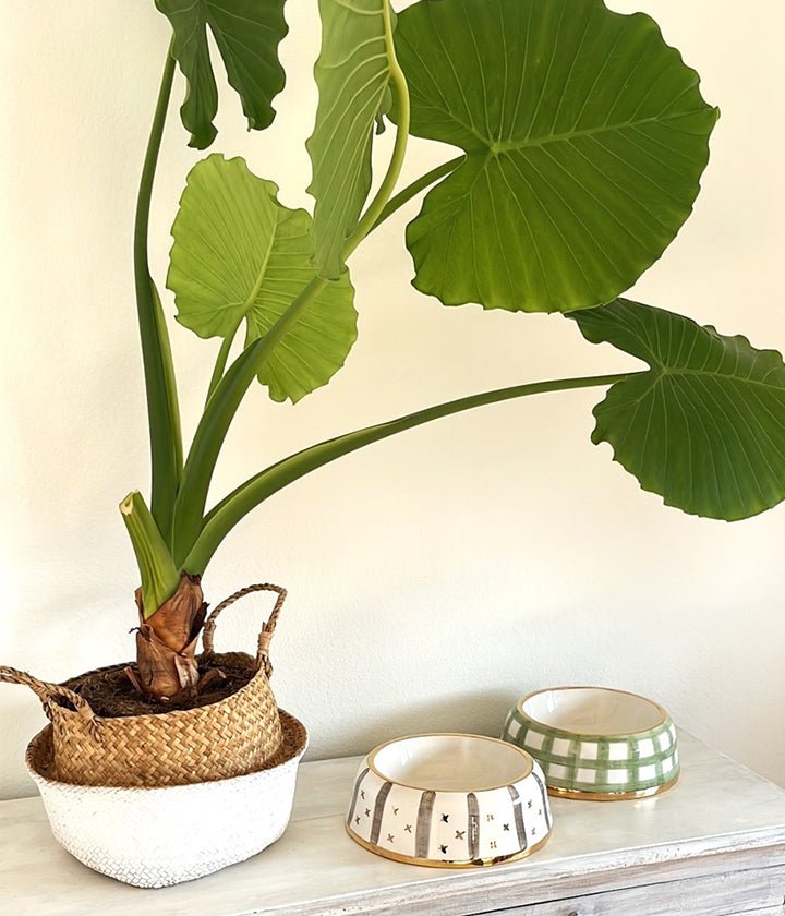 Luxury Dog Food Bowle Yummy