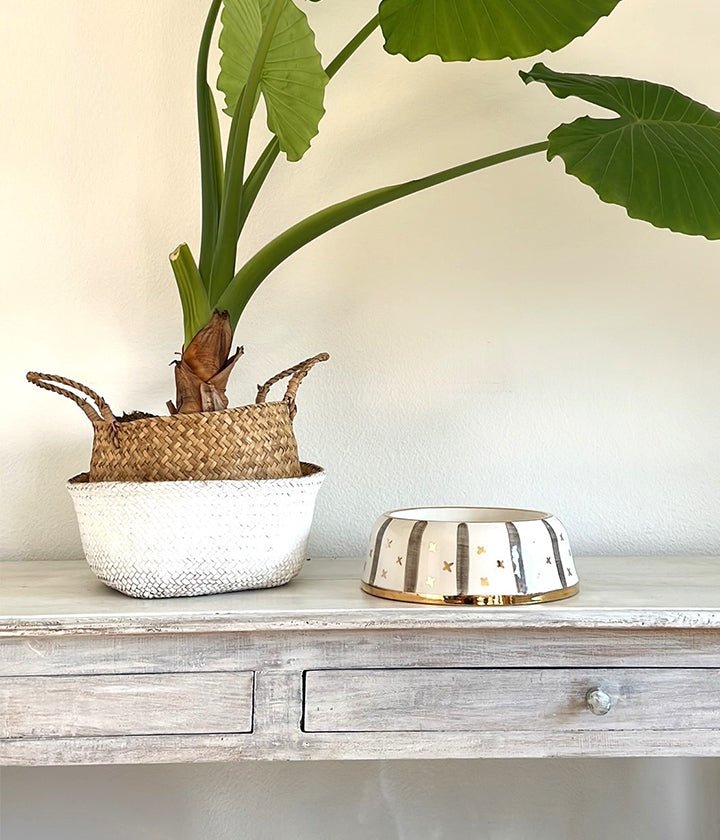 Luxury Dog Food Bowle Yummy